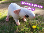 PDF Pattern - Rat